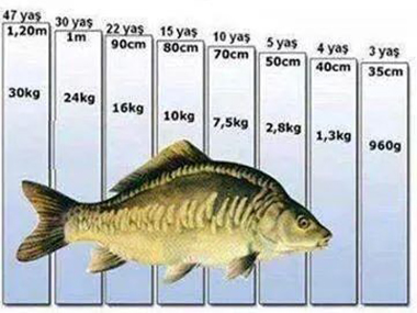 A-Z of fishing vol.2 - Carp are various species of oily freshwater fish of the family Cyprinidae and is native to Europe and Asia.